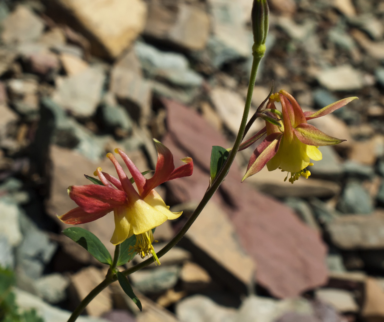 glacierNP_10_137.JPG