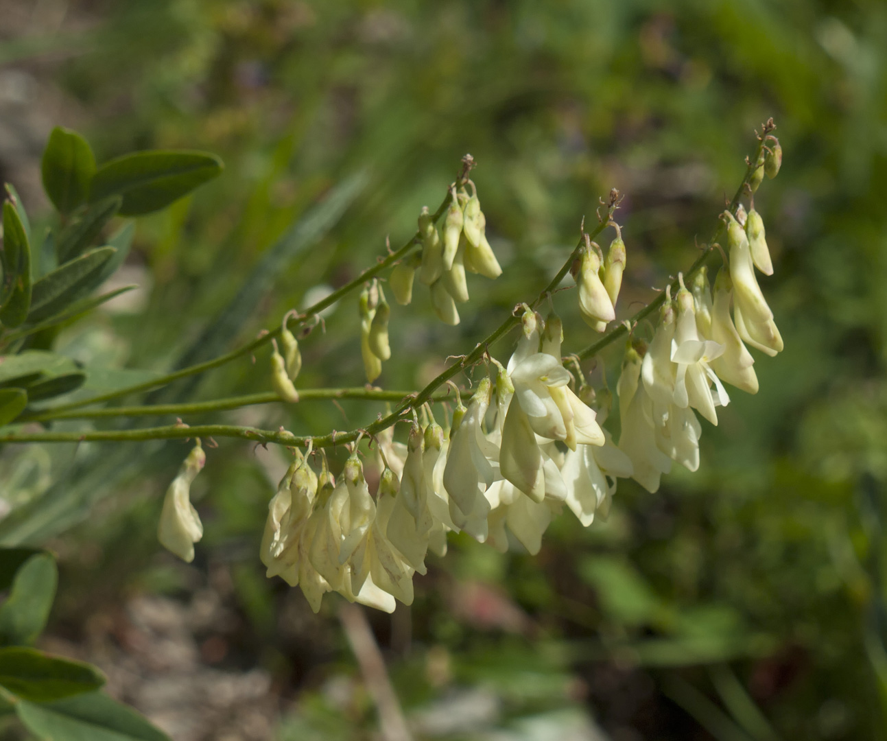 glacierNP_10_144.JPG