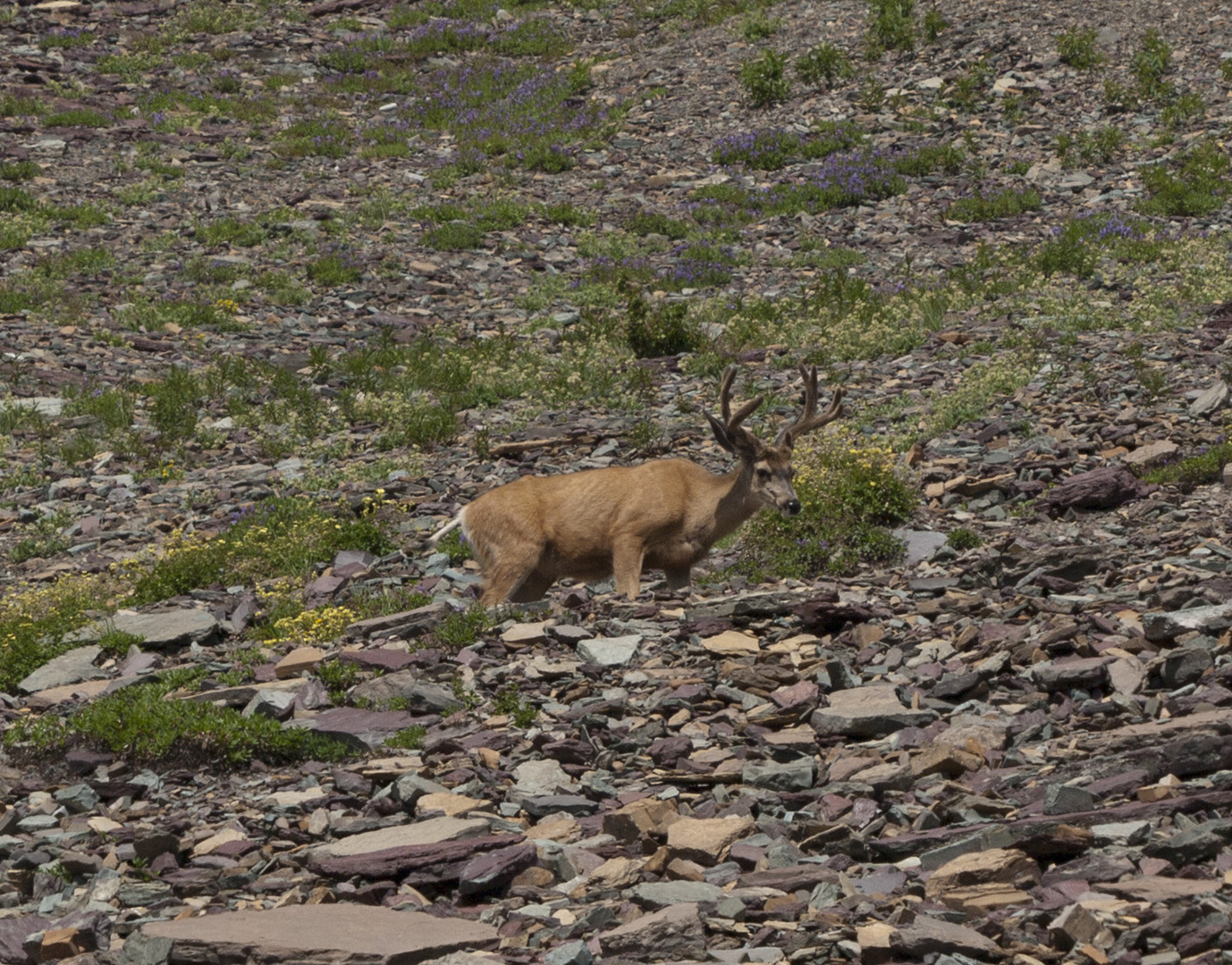 glacierNP_10_156.JPG