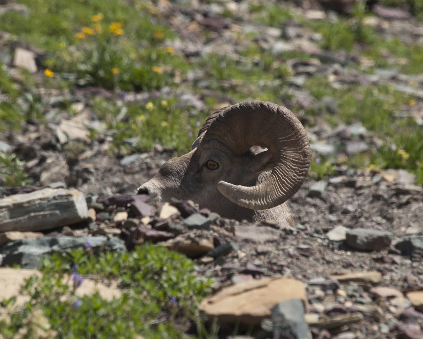 glacierNP_10_234.JPG