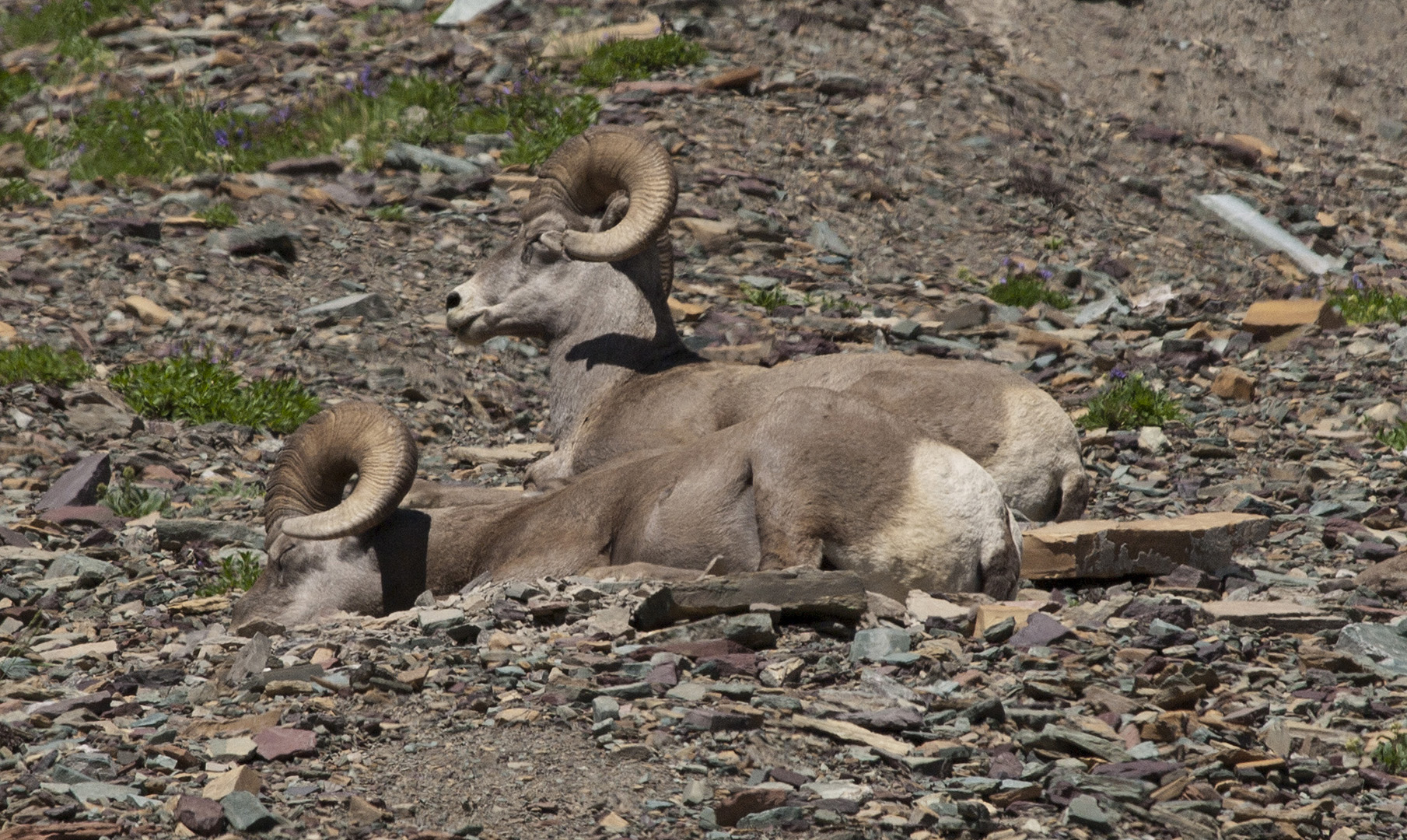 glacierNP_10_265.JPG