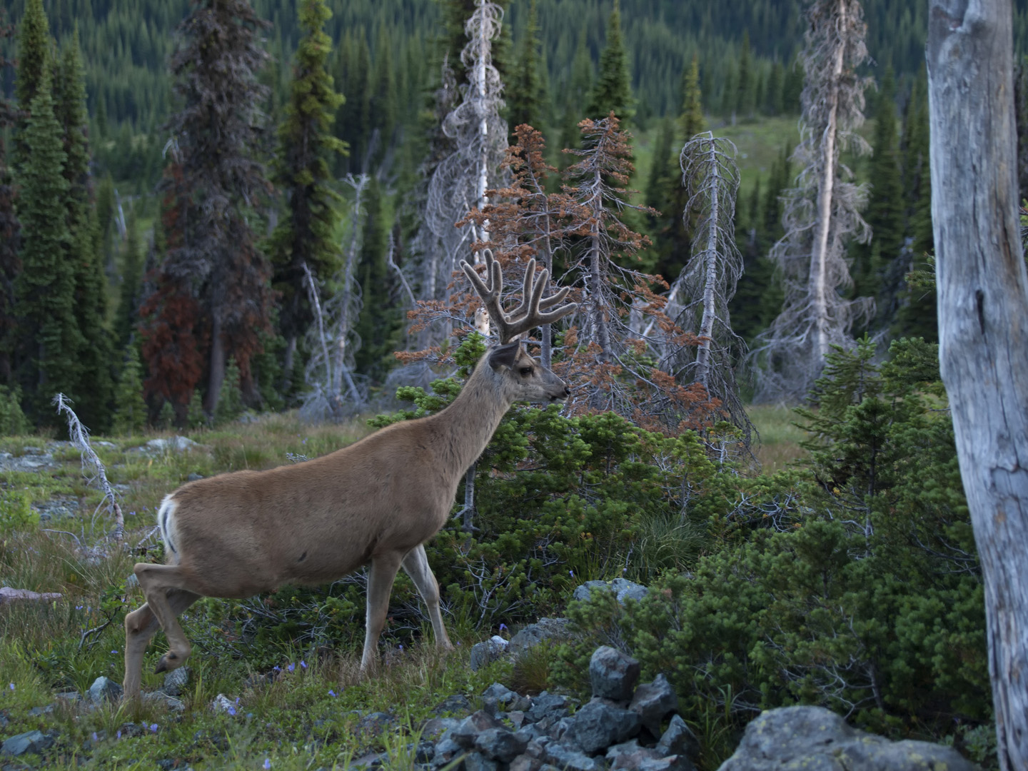 glacierNP_10_275.JPG