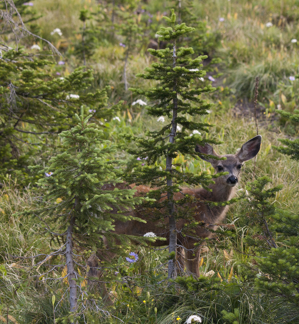 glacierNP_10_285.JPG