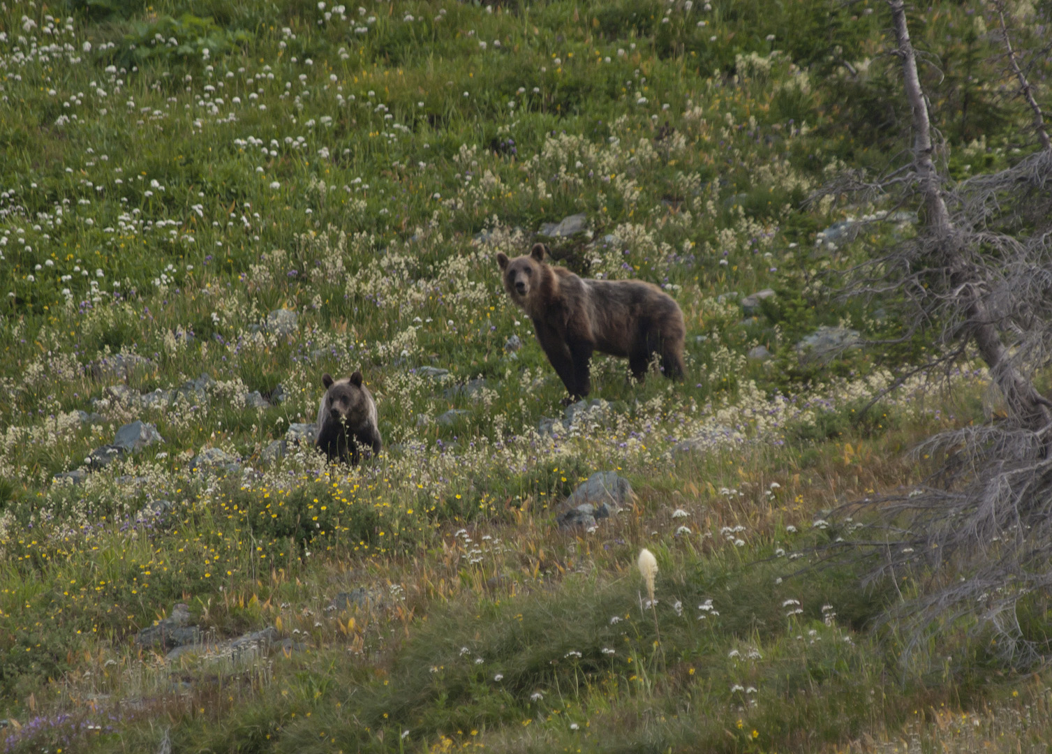glacierNP_10_331.JPG