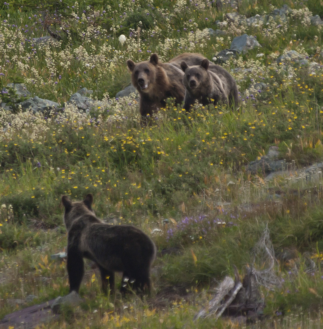 glacierNP_10_333a.jpg