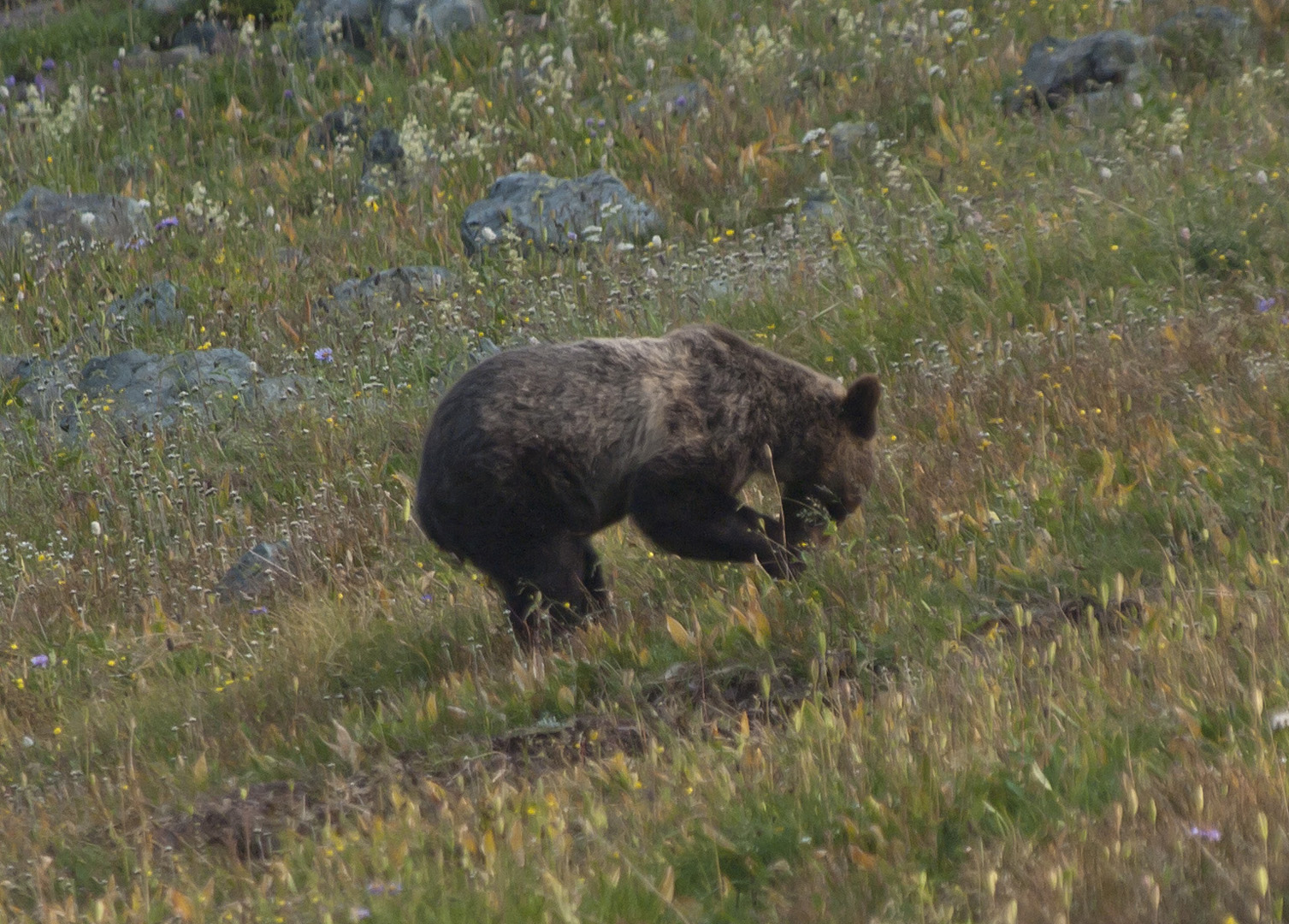 glacierNP_10_339.JPG