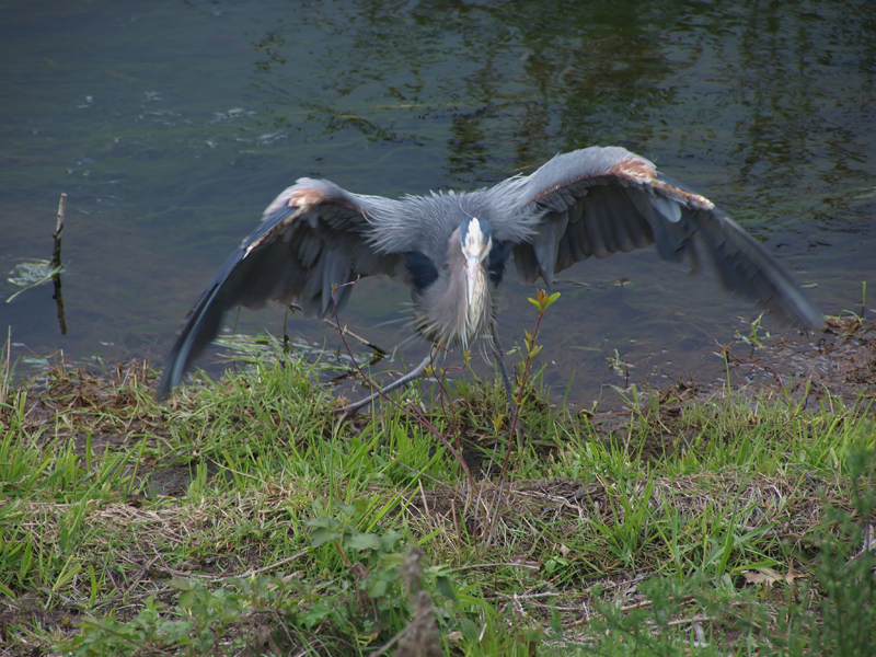 heron