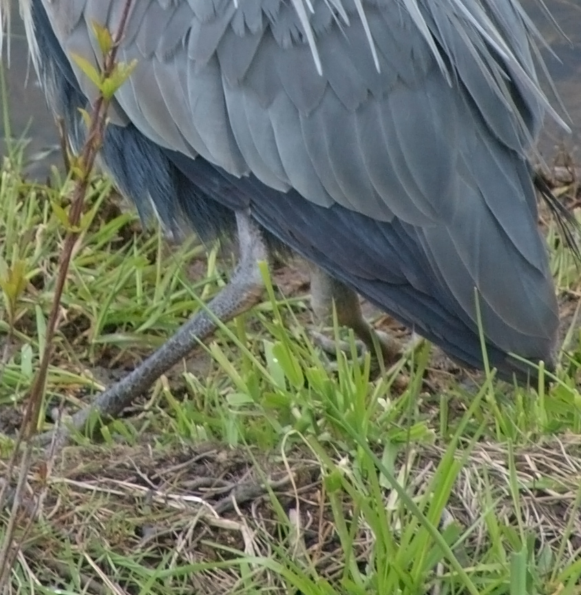 heron