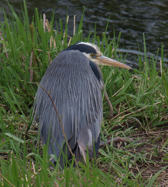 P4133170.jpg
