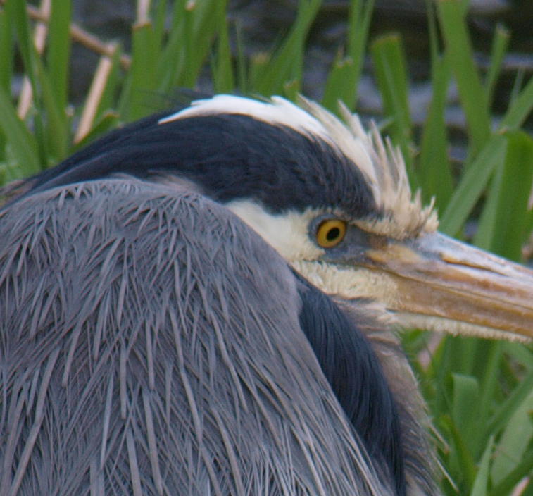 P4133170_crop.jpg