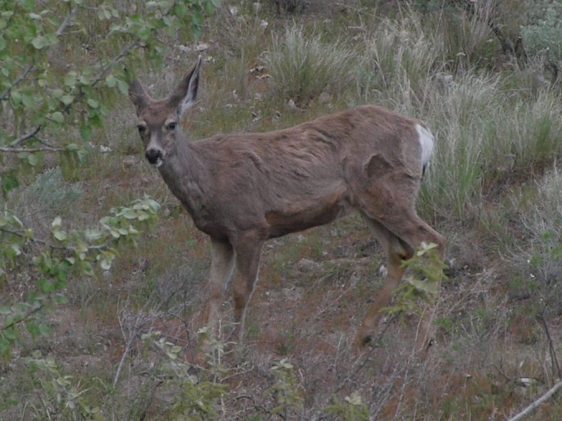 mule dear