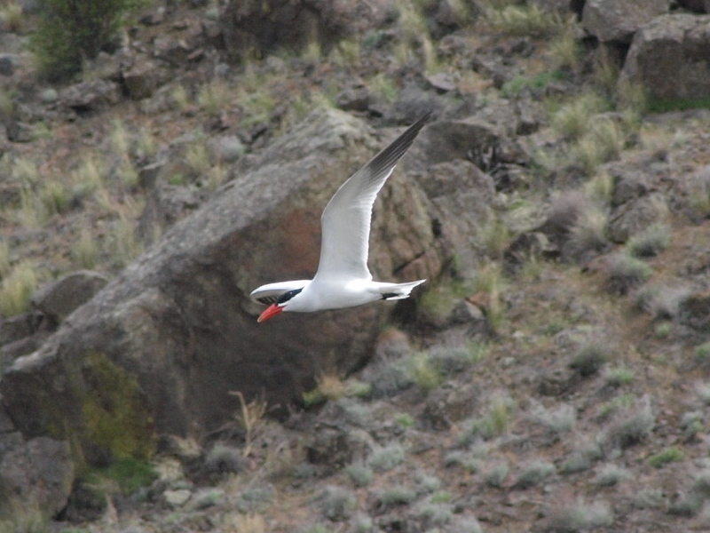 Caspian Tern