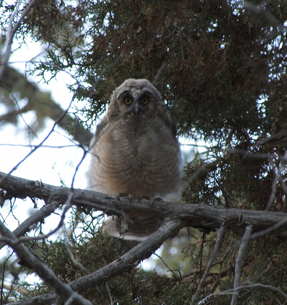 Long-eared Owl