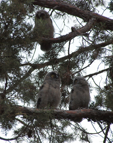 Long-eared Owls