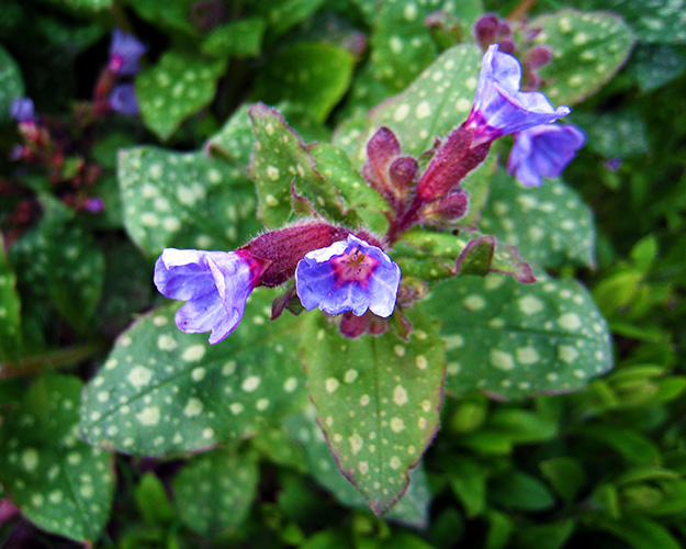 Little Blue Blossoms