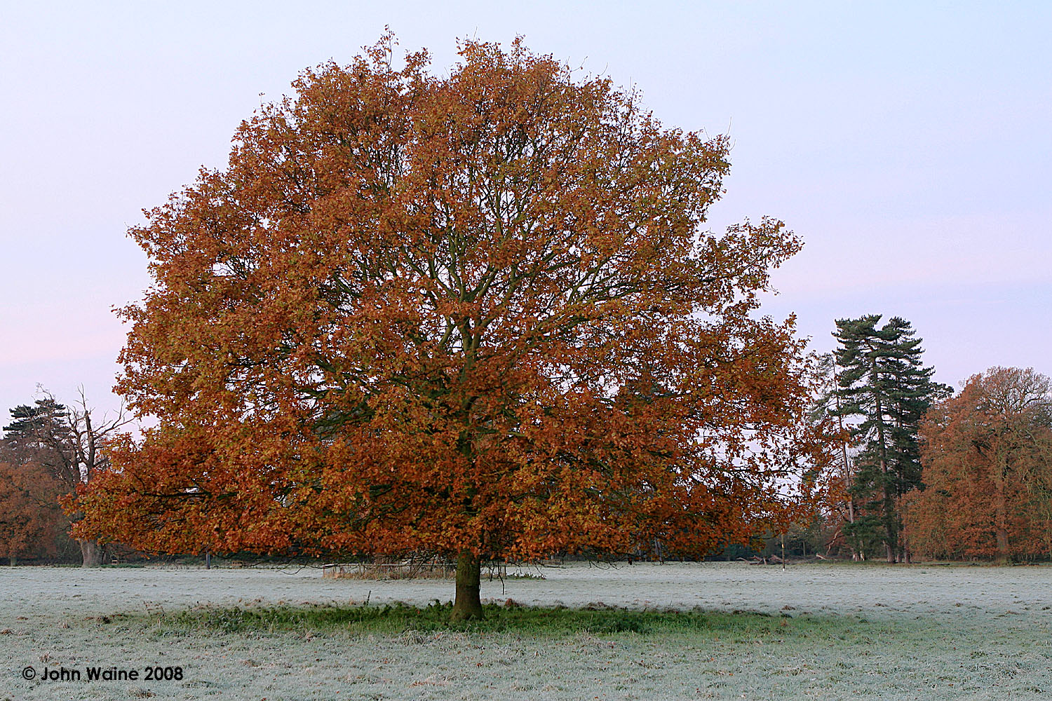 Leafy Frost