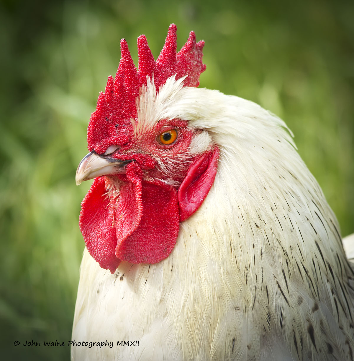 Cocky