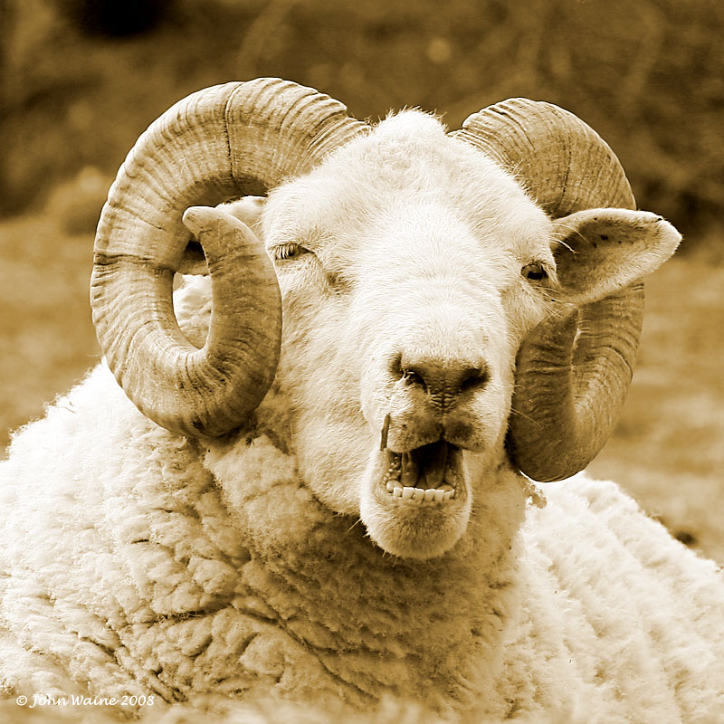 I Want Ewe!