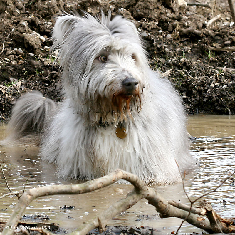 Mutt in Mud