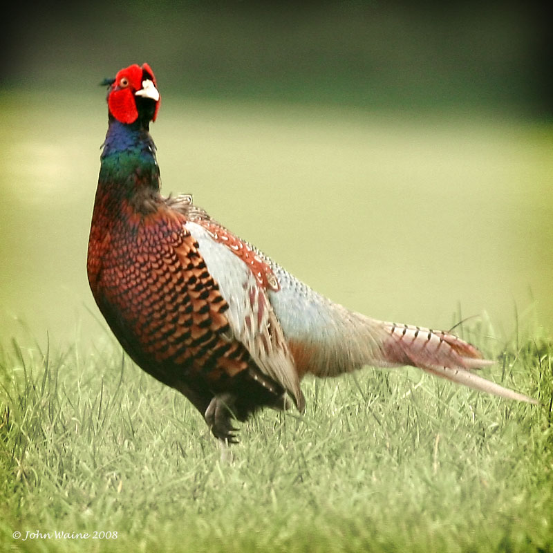 Cock Pheasant