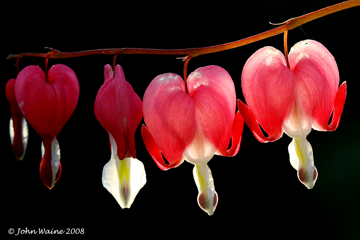 Bleeding Hearts In The Evening Light