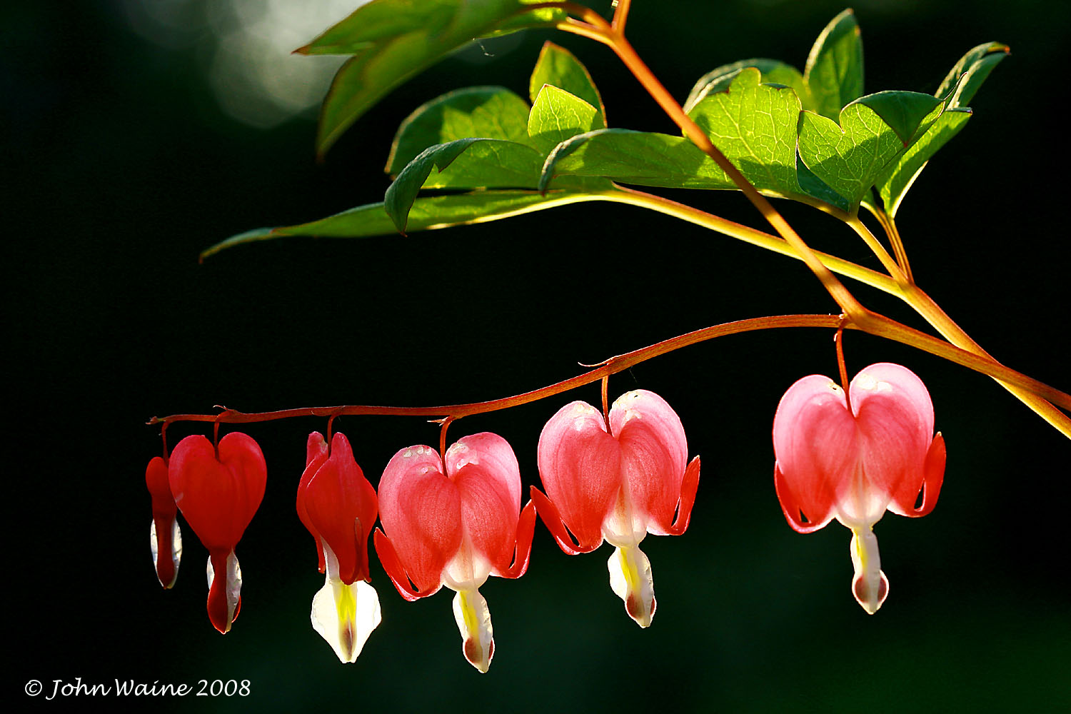 May The Sun Shine In Your Hearts!