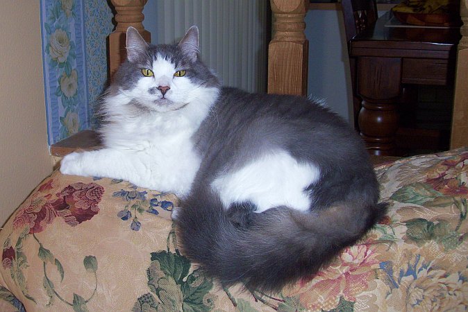 Miss Purr-fect.