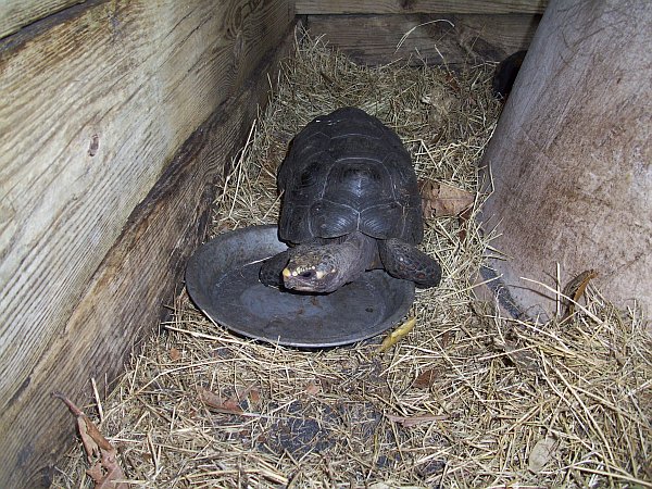 tortoise's May 2011
