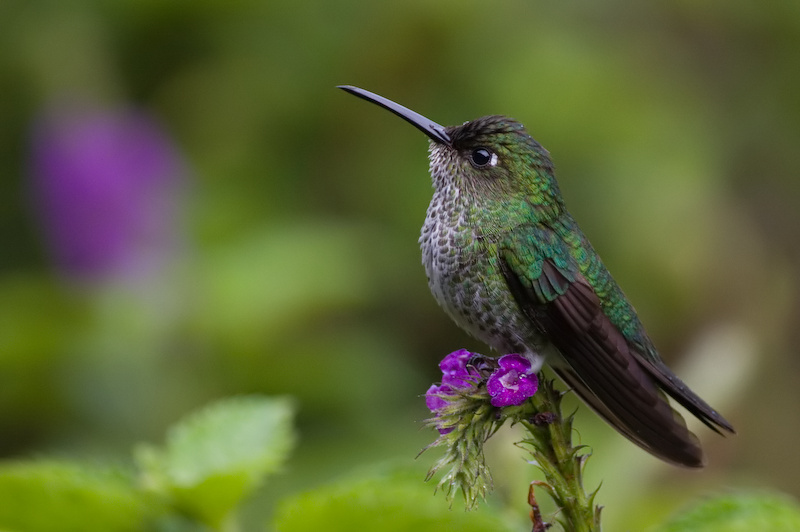Many-spotted Hummingbird - Taphrospilus hyposticus