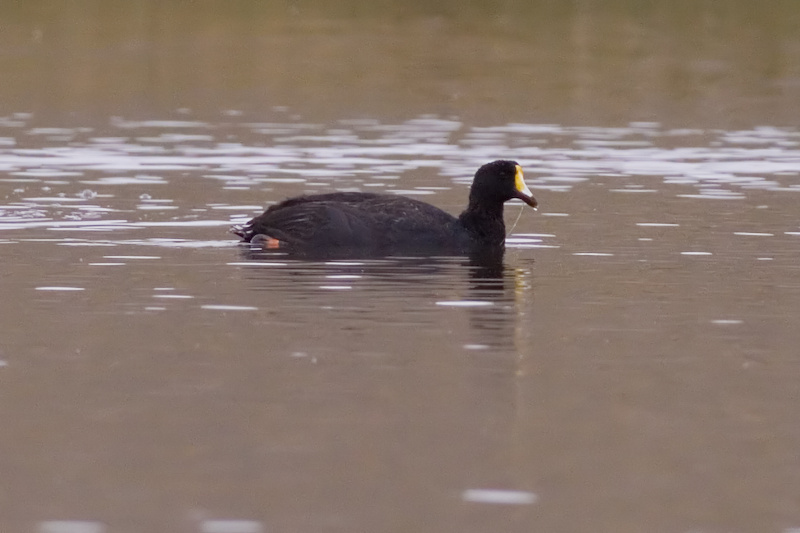 Giant Coot - Fulica gigantea