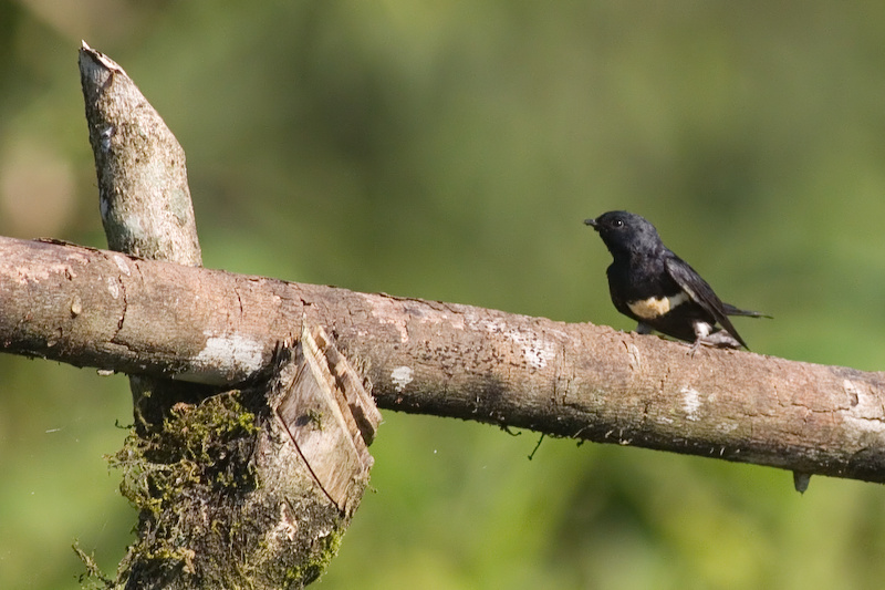 White-banded Swallow - Atticora fasciata