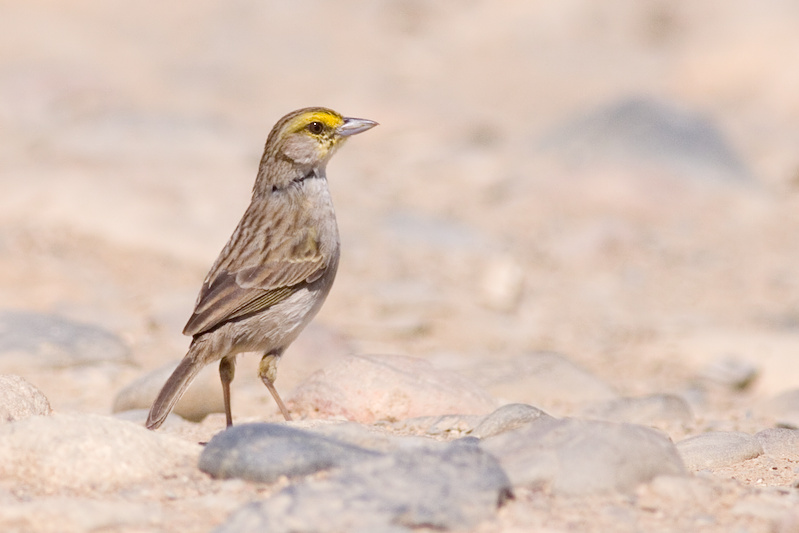 Yellow-browed Sparrow - Ammodramus aurifrons