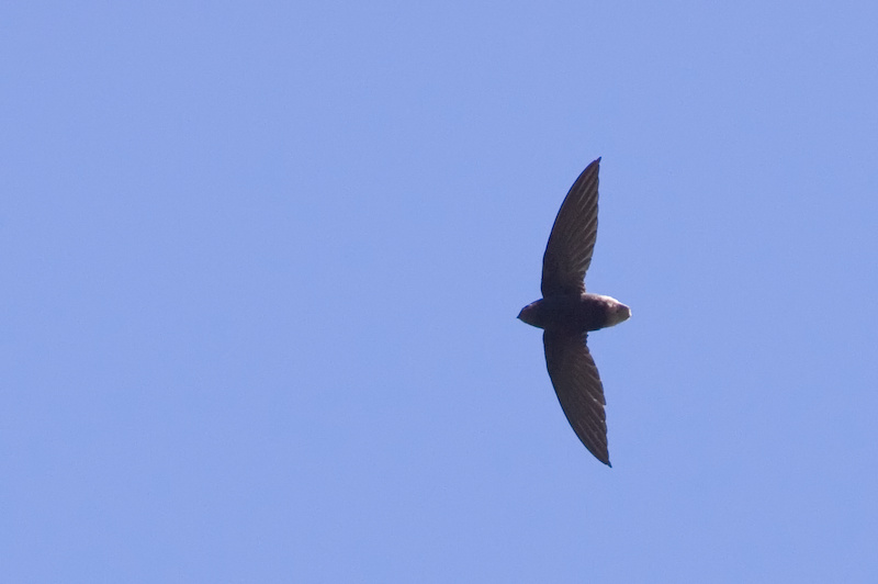 Short-tailed Swift - Chaetura brachyura