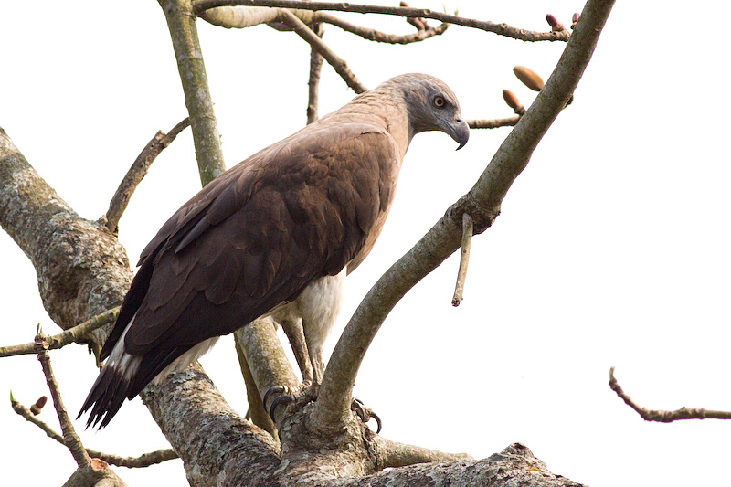 Grey-headed Fish Eagle - Ichthyophaga ichthyaetus