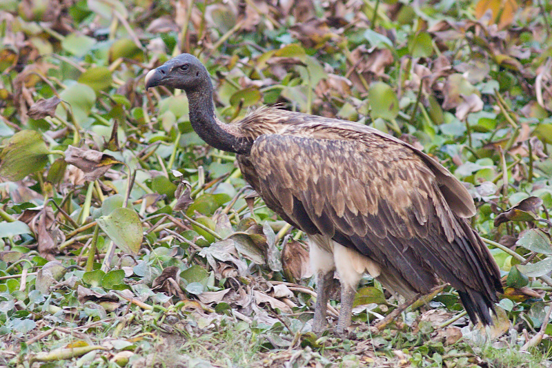 Slender-billed Vulture - Gyps tenuirostris