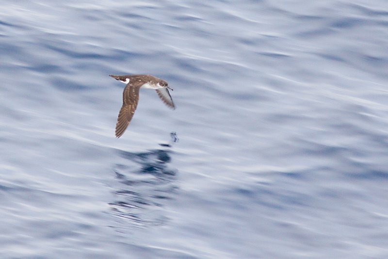 IMG_0136_manx shearwater.jpg