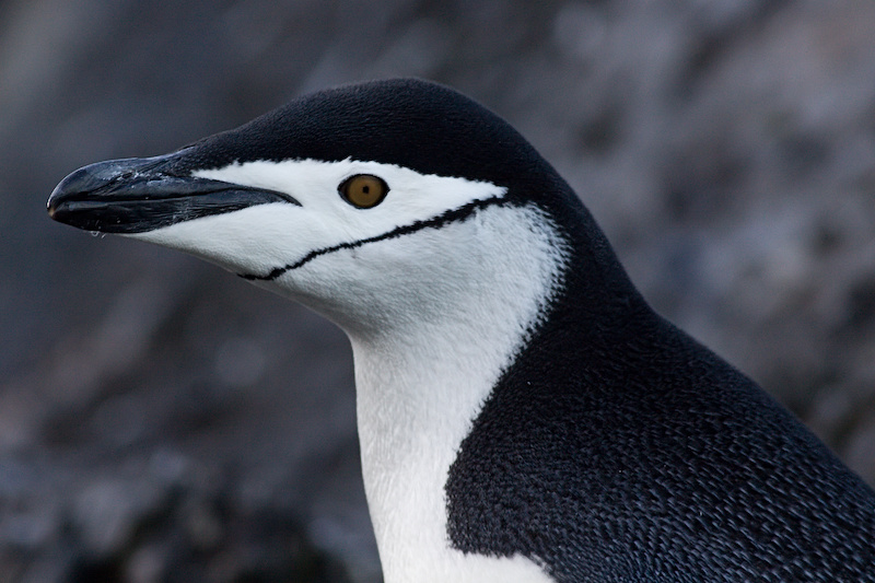 Chinstrap Penguin - Pygoscelis antarctica