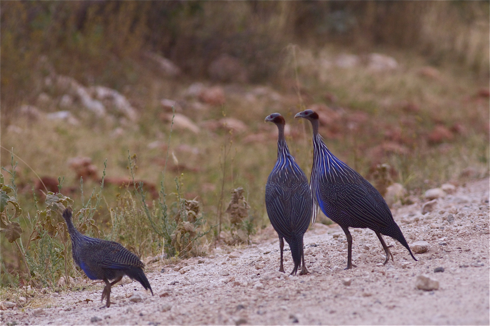 IMG_2426vulturine guineafowl.jpg