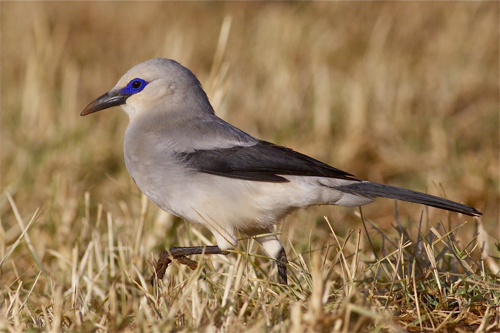 IMG_4468stresemans bush crow2.jpg