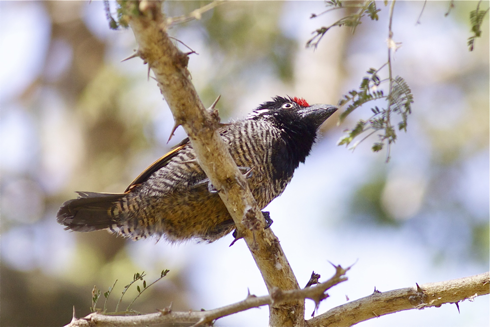 IMG_5130banded barbet.jpg