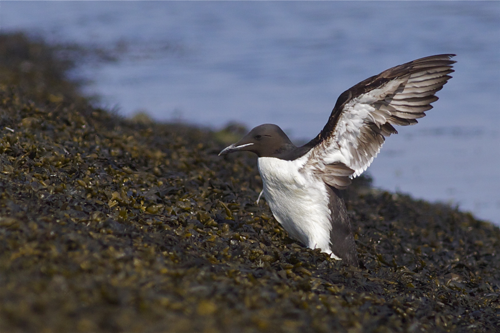 Thick-billed Murre - Uria lomvia - Kortbekzeekoet