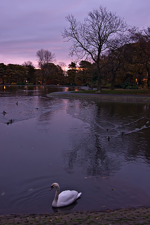 Swan-lake.jpg
