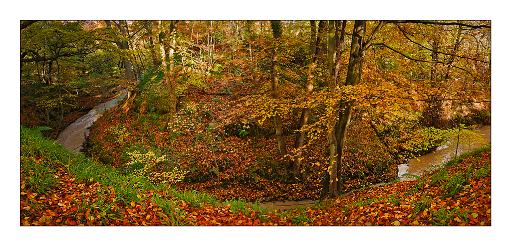 Forest-pano.jpg