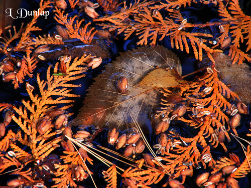 208.6 - Cedar Pool, North Shore, Natures Arrangement