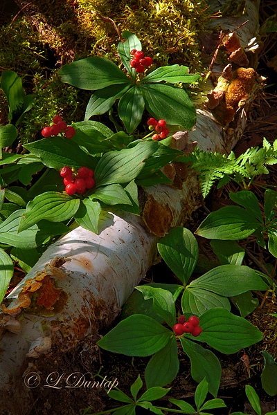 221 - Canadian Dogwood; Red Bunchberries - Sunlit
