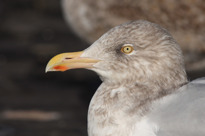 Grote Burgemeester / Glaucous Gull