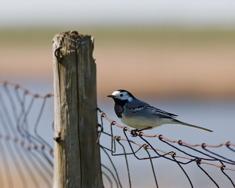 Witte Kwikstaart / White Wagtail