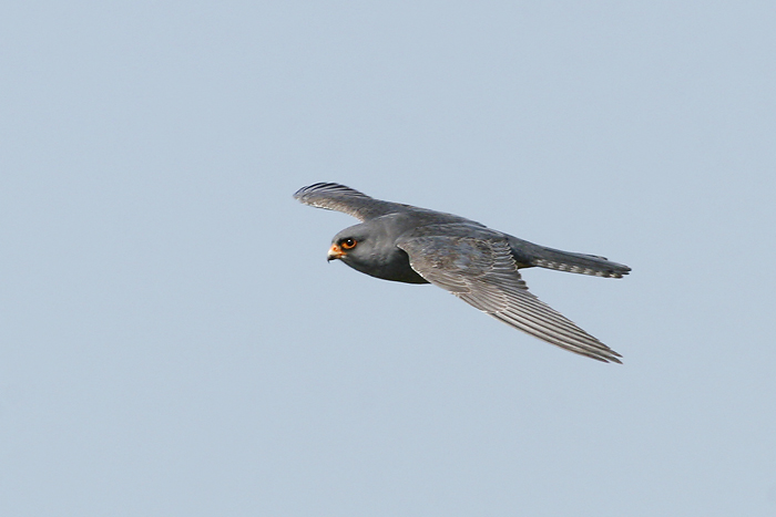 21 mei 2008