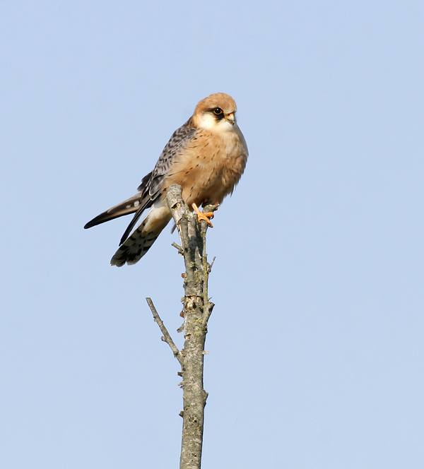 21 mei 2008