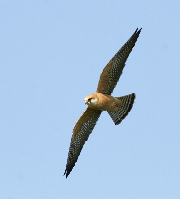 21 mei 2008